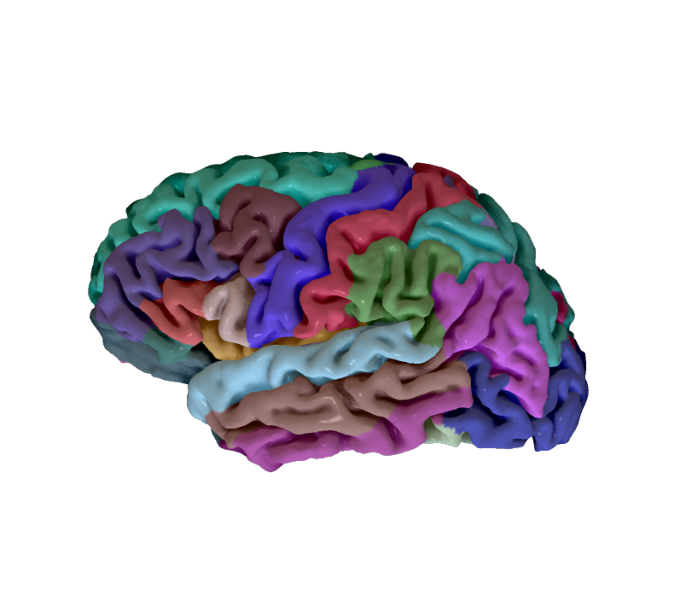 image of brain